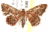  ( - BIOUG18088-B11)  @13 [ ] CreativeCommons - Attribution (2015) CBG Photography Group Centre for Biodiversity Genomics