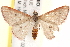  ( - BIOUG18088-C08)  @13 [ ] CreativeCommons - Attribution (2015) CBG Photography Group Centre for Biodiversity Genomics