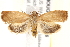  (Imma tetrascia - BIOUG18088-E06)  @15 [ ] CreativeCommons - Attribution (2015) CBG Photography Group Centre for Biodiversity Genomics
