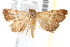  ( - BIOUG18088-G07)  @14 [ ] CreativeCommons - Attribution (2015) CBG Photography Group Centre for Biodiversity Genomics