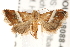  ( - BIOUG18088-G08)  @15 [ ] CreativeCommons - Attribution (2015) CBG Photography Group Centre for Biodiversity Genomics