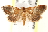  ( - BIOUG18088-G09)  @15 [ ] CreativeCommons - Attribution (2015) CBG Photography Group Centre for Biodiversity Genomics