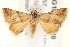  ( - BIOUG18088-G10)  @15 [ ] CreativeCommons - Attribution (2015) CBG Photography Group Centre for Biodiversity Genomics