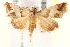  ( - BIOUG18088-G11)  @13 [ ] CreativeCommons - Attribution (2015) CBG Photography Group Centre for Biodiversity Genomics