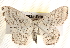  ( - BIOUG18089-B10)  @13 [ ] CreativeCommons - Attribution (2015) CBG Photography Group Centre for Biodiversity Genomics