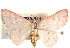  ( - BIOUG18089-B11)  @14 [ ] CreativeCommons - Attribution (2015) CBG Photography Group Centre for Biodiversity Genomics