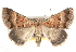  ( - BIOUG18089-C05)  @15 [ ] CreativeCommons - Attribution (2015) CBG Photography Group Centre for Biodiversity Genomics