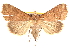 ( - BIOUG18089-C11)  @14 [ ] CreativeCommons - Attribution (2015) CBG Photography Group Centre for Biodiversity Genomics