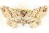  ( - BIOUG18089-D03)  @14 [ ] CreativeCommons - Attribution (2015) CBG Photography Group Centre for Biodiversity Genomics