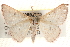 ( - BIOUG18089-D10)  @14 [ ] CreativeCommons - Attribution (2015) CBG Photography Group Centre for Biodiversity Genomics