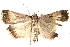 ( - BIOUG18089-E08)  @13 [ ] CreativeCommons - Attribution (2015) CBG Photography Group Centre for Biodiversity Genomics