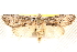  ( - BIOUG18089-E11)  @13 [ ] CreativeCommons - Attribution (2015) CBG Photography Group Centre for Biodiversity Genomics