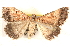  ( - BIOUG18089-E12)  @14 [ ] CreativeCommons - Attribution (2015) CBG Photography Group Centre for Biodiversity Genomics