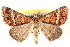  (Dichromodes haematopaAH01 - BIOUG18089-F05)  @15 [ ] CreativeCommons - Attribution (2015) CBG Photography Group Centre for Biodiversity Genomics