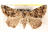  ( - BIOUG18089-F06)  @12 [ ] CreativeCommons - Attribution (2015) CBG Photography Group Centre for Biodiversity Genomics