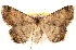  ( - BIOUG18089-G09)  @13 [ ] CreativeCommons - Attribution (2015) CBG Photography Group Centre for Biodiversity Genomics