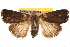  ( - BIOUG18346-D06)  @13 [ ] CreativeCommons - Attribution (2015) CBG Photography Group Centre for Biodiversity Genomics