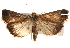  ( - BIOUG18347-B03)  @13 [ ] CreativeCommons - Attribution (2015) CBG Photography Group Centre for Biodiversity Genomics