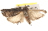  ( - BIOUG18347-D08)  @12 [ ] CreativeCommons - Attribution (2015) CBG Photography Group Centre for Biodiversity Genomics