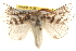  ( - BIOUG18347-F10)  @14 [ ] CreativeCommons - Attribution (2015) CBG Photography Group Centre for Biodiversity Genomics