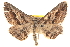  ( - BIOUG18347-G03)  @15 [ ] CreativeCommons - Attribution (2015) CBG Photography Group Centre for Biodiversity Genomics
