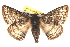  ( - BIOUG18347-H07)  @13 [ ] CreativeCommons - Attribution (2015) CBG Photography Group Centre for Biodiversity Genomics
