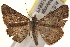  ( - BIOUG18348-E01)  @14 [ ] CreativeCommons - Attribution (2015) CBG Photography Group Centre for Biodiversity Genomics