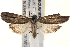  ( - BIOUG18348-E03)  @14 [ ] CreativeCommons - Attribution (2015) CBG Photography Group Centre for Biodiversity Genomics