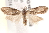  ( - BIOUG18349-B08)  @12 [ ] CreativeCommons - Attribution (2015) CBG Photography Group Centre for Biodiversity Genomics