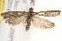  ( - BIOUG18349-D02)  @13 [ ] CreativeCommons - Attribution (2015) CBG Photography Group Centre for Biodiversity Genomics