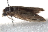  ( - BIOUG18349-F06)  @12 [ ] CreativeCommons - Attribution (2015) CBG Photography Group Centre for Biodiversity Genomics