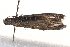  ( - BIOUG18611-F02)  @13 [ ] CreativeCommons - Attribution (2015) CBG Photography Group Centre for Biodiversity Genomics