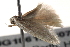  ( - BIOUG18612-B07)  @12 [ ] CreativeCommons - Attribution (2015) CBG Photography Group Centre for Biodiversity Genomics