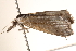  ( - BIOUG18612-E10)  @12 [ ] CreativeCommons - Attribution (2015) CBG Photography Group Centre for Biodiversity Genomics