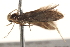  ( - BIOUG18613-F03)  @13 [ ] CreativeCommons - Attribution (2015) CBG Photography Group Centre for Biodiversity Genomics