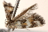  ( - BIOUG18801-A03)  @12 [ ] CreativeCommons - Attribution (2015) CBG Photography Group Centre for Biodiversity Genomics