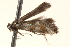  ( - BIOUG18801-D09)  @12 [ ] CreativeCommons - Attribution (2015) CBG Photography Group Centre for Biodiversity Genomics