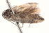  ( - BIOUG18802-C11)  @12 [ ] CreativeCommons - Attribution (2015) CBG Photography Group Centre for Biodiversity Genomics