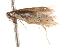  ( - BIOUG18802-F08)  @12 [ ] CreativeCommons - Attribution (2015) CBG Photography Group Centre for Biodiversity Genomics