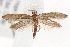  (Plutella - BIOUG18803-F06)  @16 [ ] CreativeCommons - Attribution (2015) CBG Photography Group Centre for Biodiversity Genomics