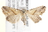  ( - BIOUG18803-H07)  @14 [ ] CreativeCommons - Attribution (2015) CBG Photography Group Centre for Biodiversity Genomics