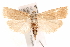  (Calamotropha - BIOUG18803-H10)  @16 [ ] CreativeCommons - Attribution (2015) CBG Photography Group Centre for Biodiversity Genomics