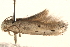 ( - BIOUG18804-C03)  @12 [ ] CreativeCommons - Attribution (2015) CBG Photography Group Centre for Biodiversity Genomics