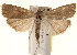  ( - BIOUG18804-D11)  @14 [ ] CreativeCommons - Attribution (2015) CBG Photography Group Centre for Biodiversity Genomics