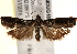  ( - BIOUG18804-F01)  @13 [ ] CreativeCommons - Attribution (2015) CBG Photography Group Centre for Biodiversity Genomics