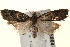  ( - BIOUG18804-H05)  @14 [ ] CreativeCommons - Attribution (2015) CBG Photography Group Centre for Biodiversity Genomics