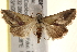  ( - BIOUG18804-H08)  @13 [ ] CreativeCommons - Attribution (2015) CBG Photography Group Centre for Biodiversity Genomics