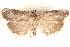  ( - BIOUG19081-B07)  @14 [ ] CreativeCommons - Attribution (2015) CBG Photography Group Centre for Biodiversity Genomics