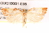  ( - BIOUG19081-E05)  @12 [ ] CreativeCommons - Attribution (2015) CBG Photography Group Centre for Biodiversity Genomics