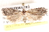  ( - BIOUG19081-F03)  @13 [ ] CreativeCommons - Attribution (2015) CBG Photography Group Centre for Biodiversity Genomics